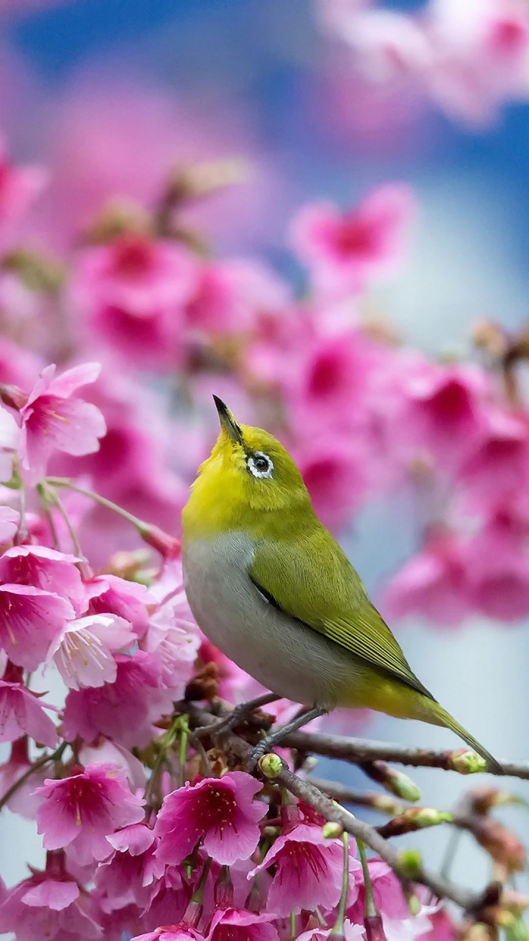 Bird and Flower Wallpaper