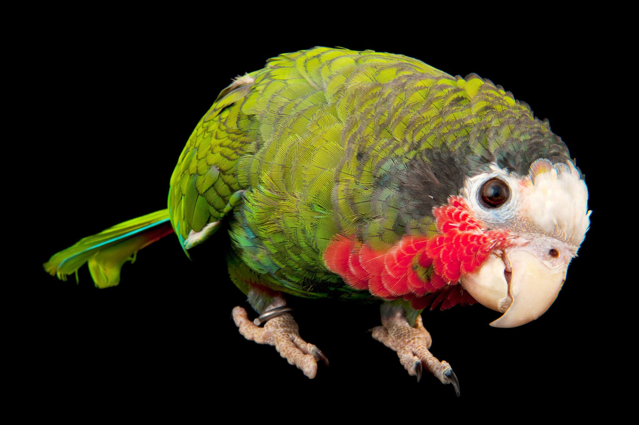 Parrots Are a Lot More Than 'Pretty Bird'