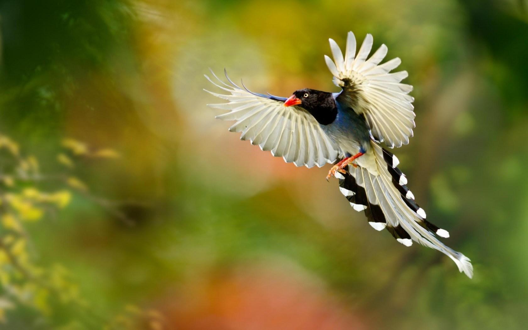 Beautiful Macro Photography Birds Wallpaper