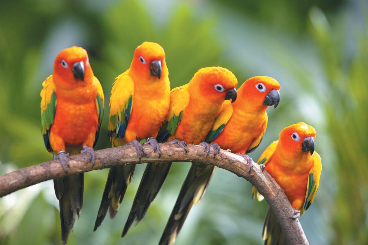 Beautiful Parrot Bird Wallpaper Wide