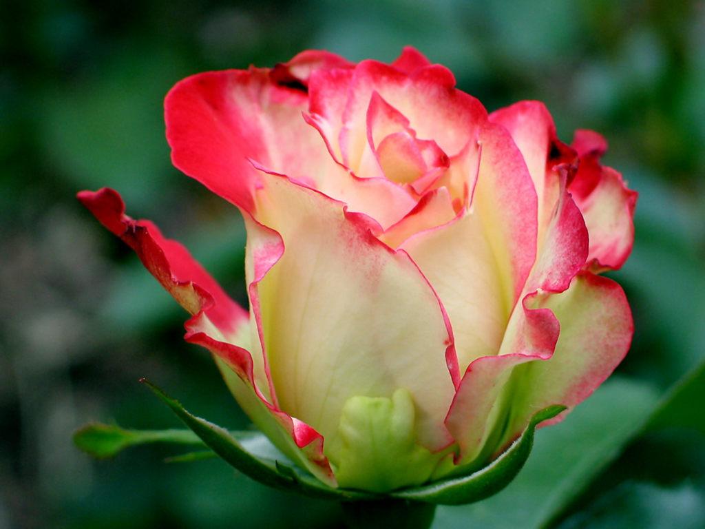 Elegant Beauty Rose Flower Image