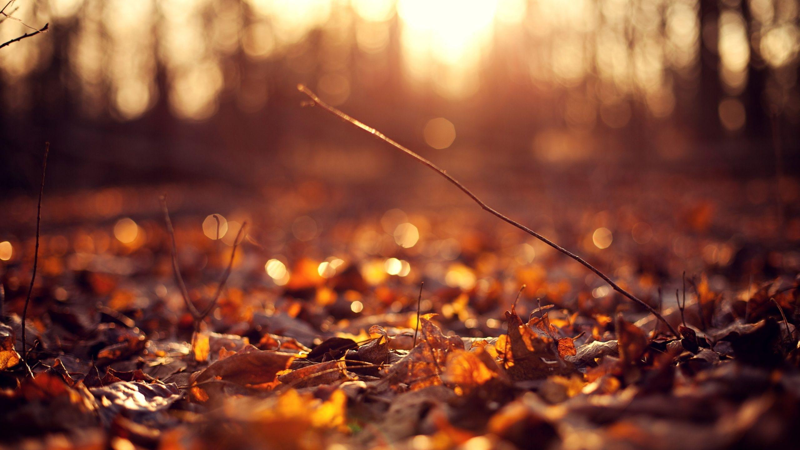 solar #autumn #sunset. Autumn leaves wallpaper