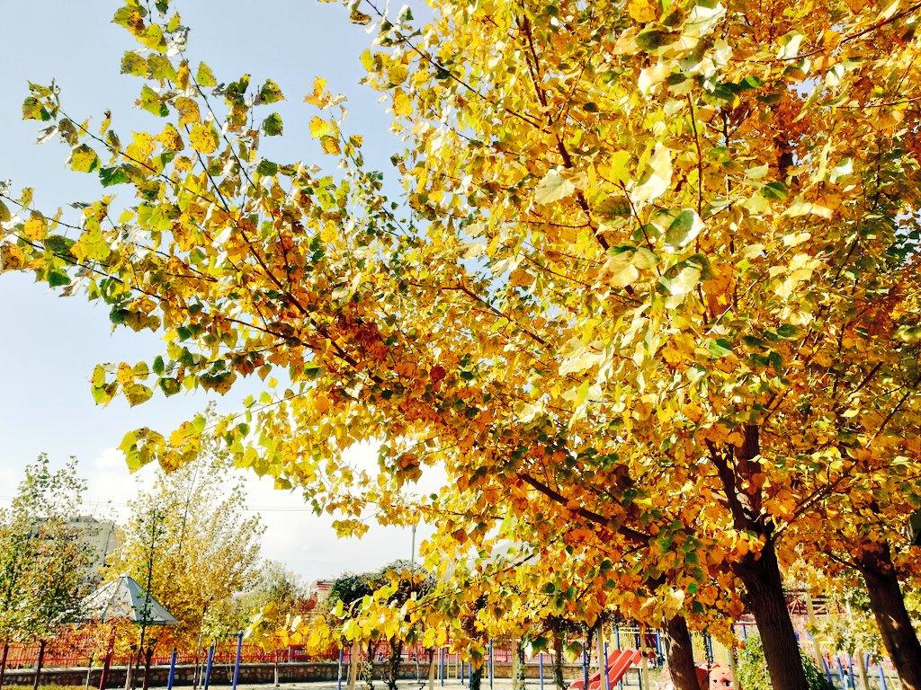 autumnfoliage