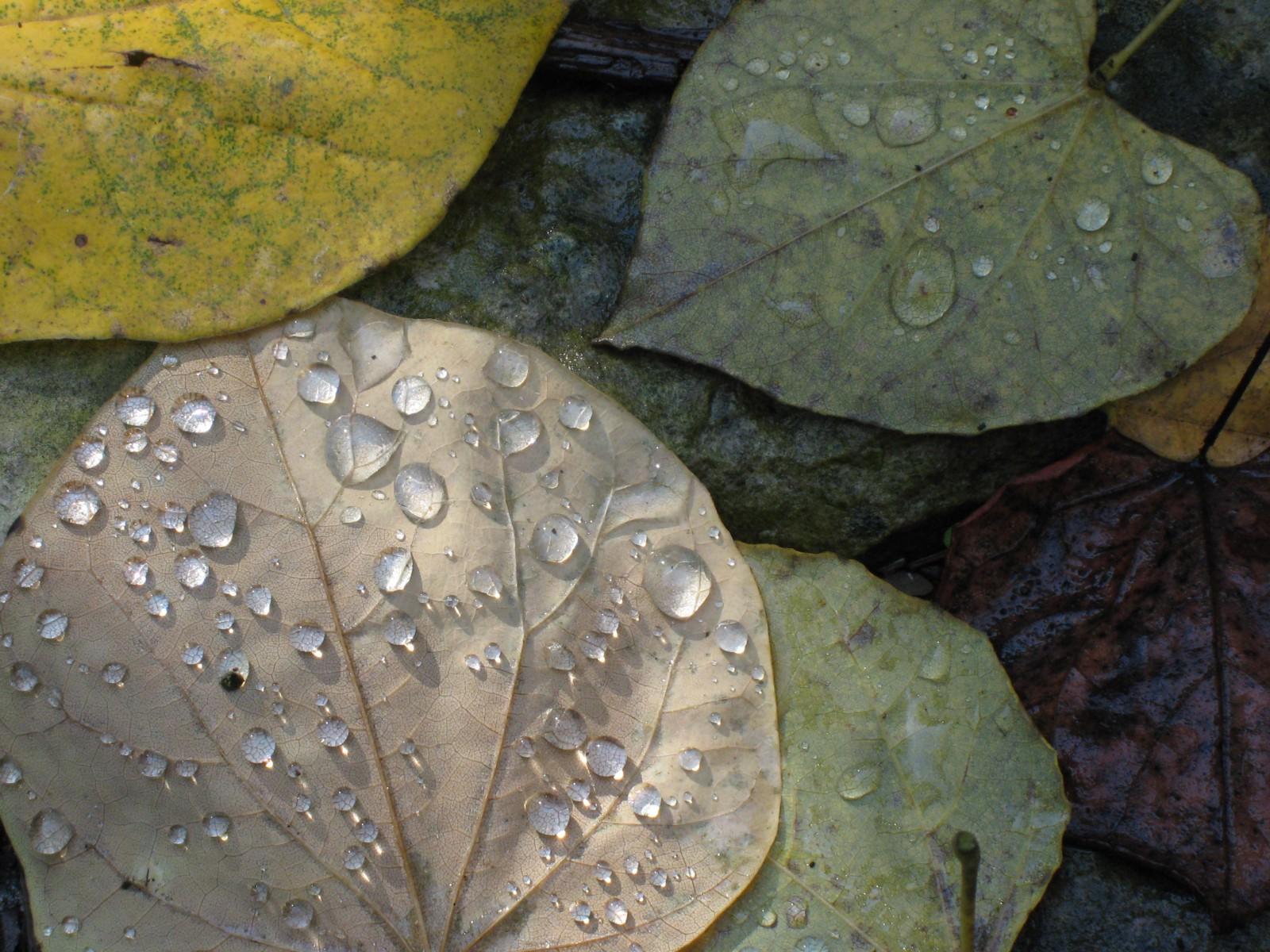 The Fall