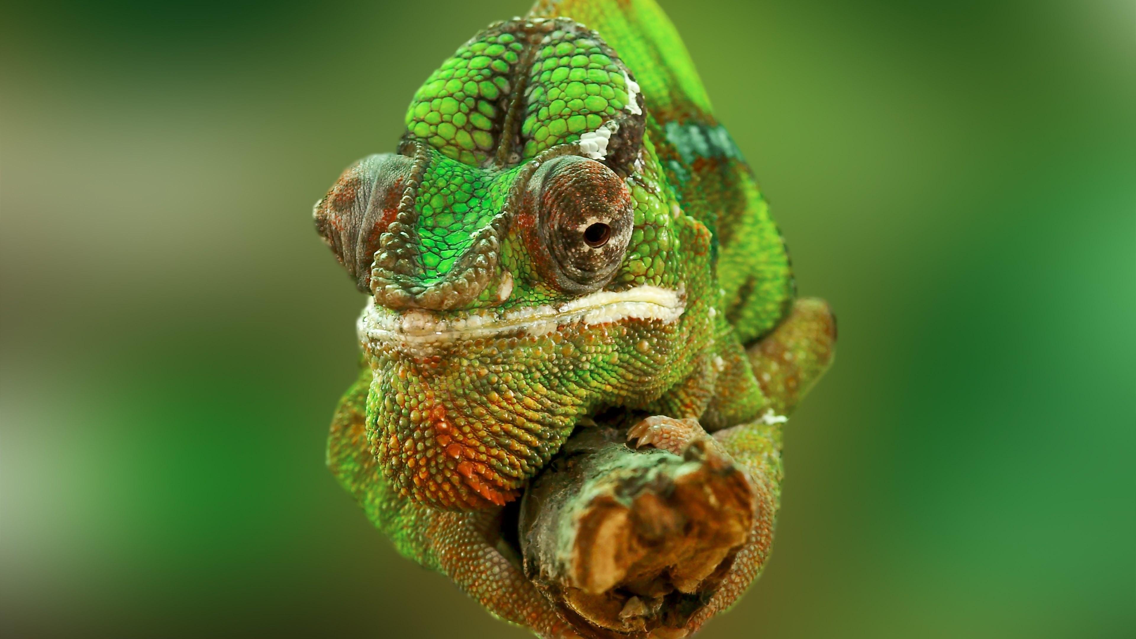 Wallpaper Chameleon, color change, lizard, Veiled chameleon