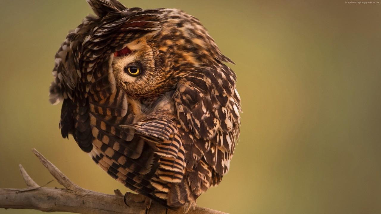 Owl looking with only one eye wallpaper