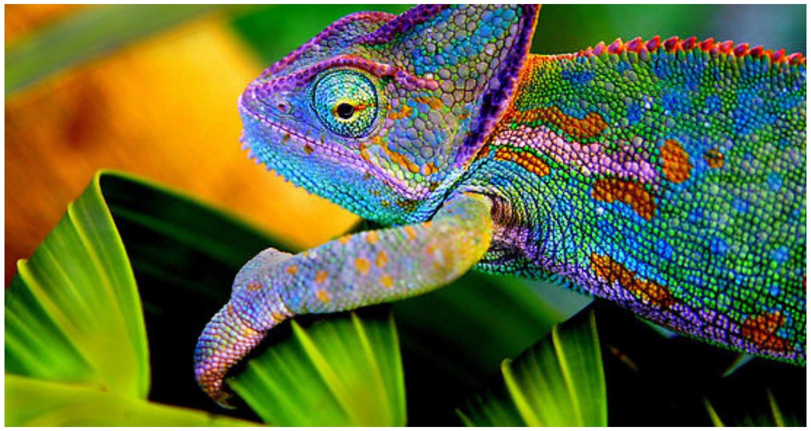 Beautiful Panther Chameleon Animal HD Wallpaper