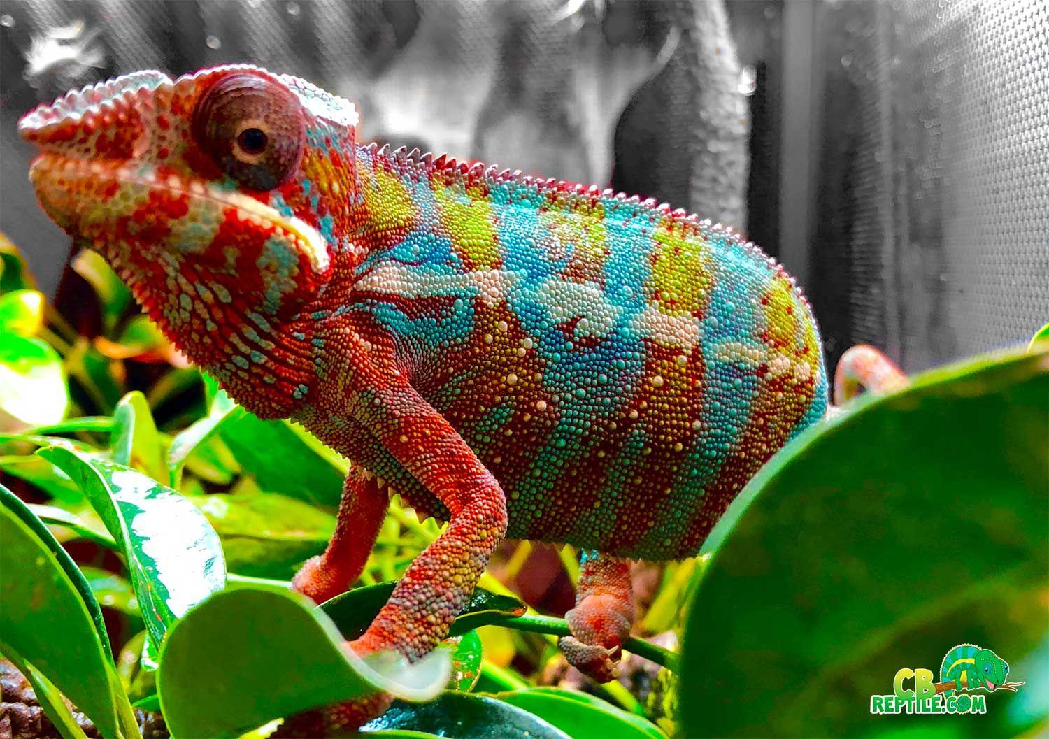 panther chameleon online. Chameleons