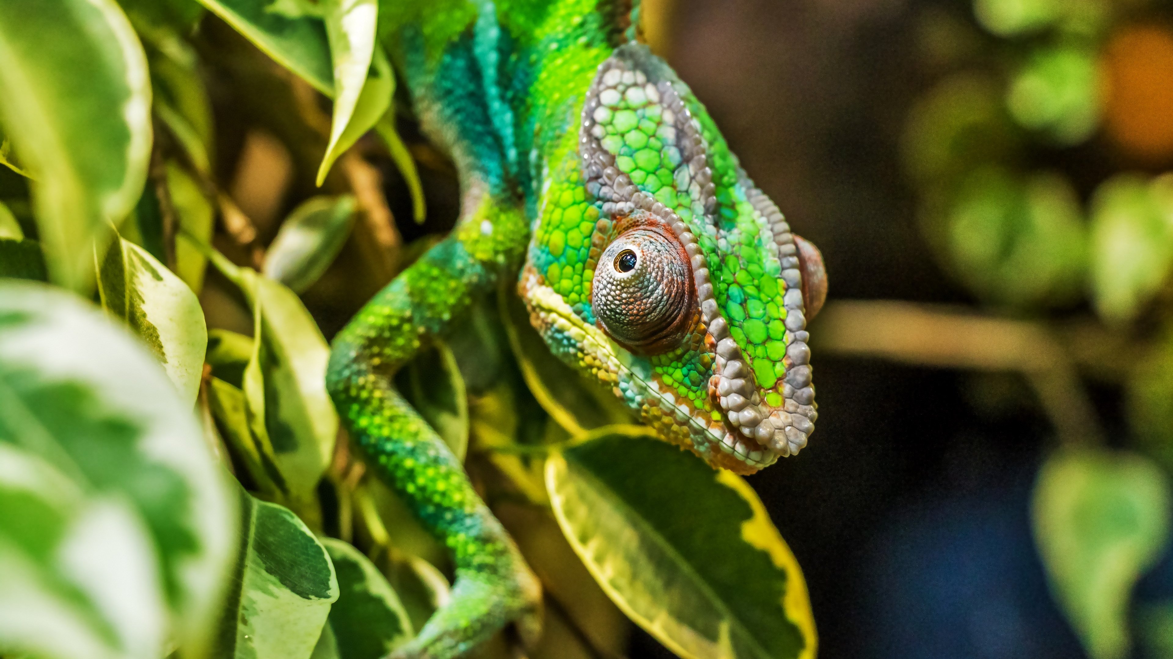 Download wallpaper: Panther chameleon reptile 3840x2160