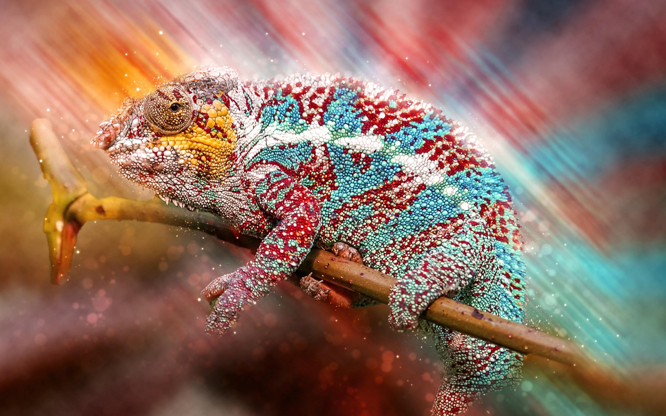 Download wallpaper: Panther chameleon 2560x1600