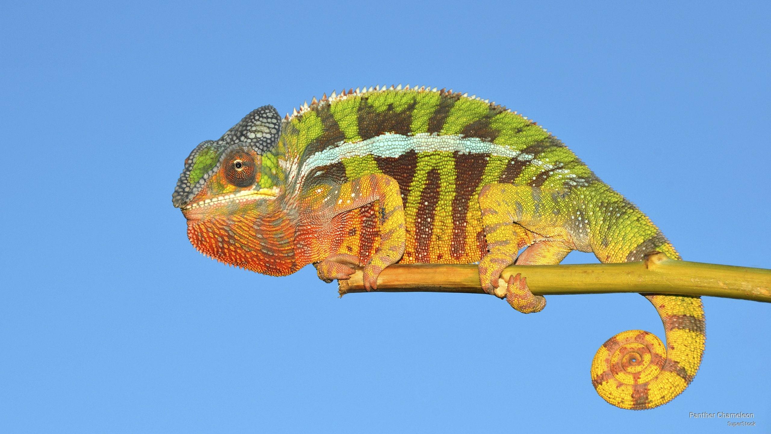 Panther chameleon 1080P, 2K, 4K, 5K HD wallpaper free