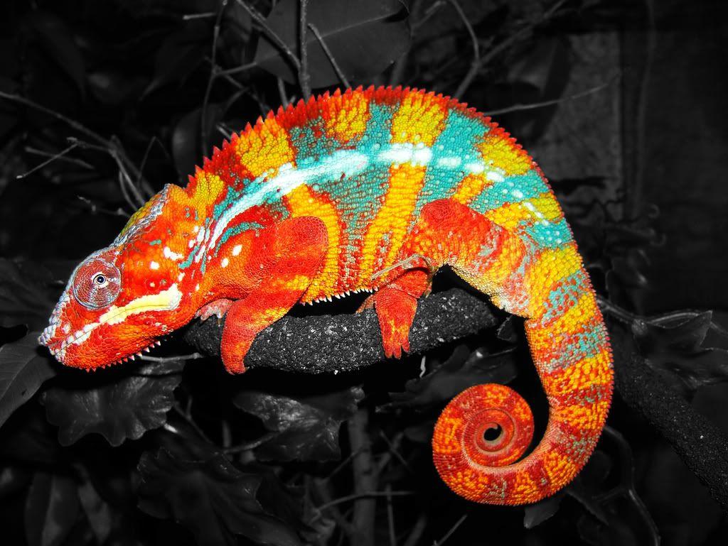 Beautiful Panther Chameleon Rainbow Bright Colorful Cool