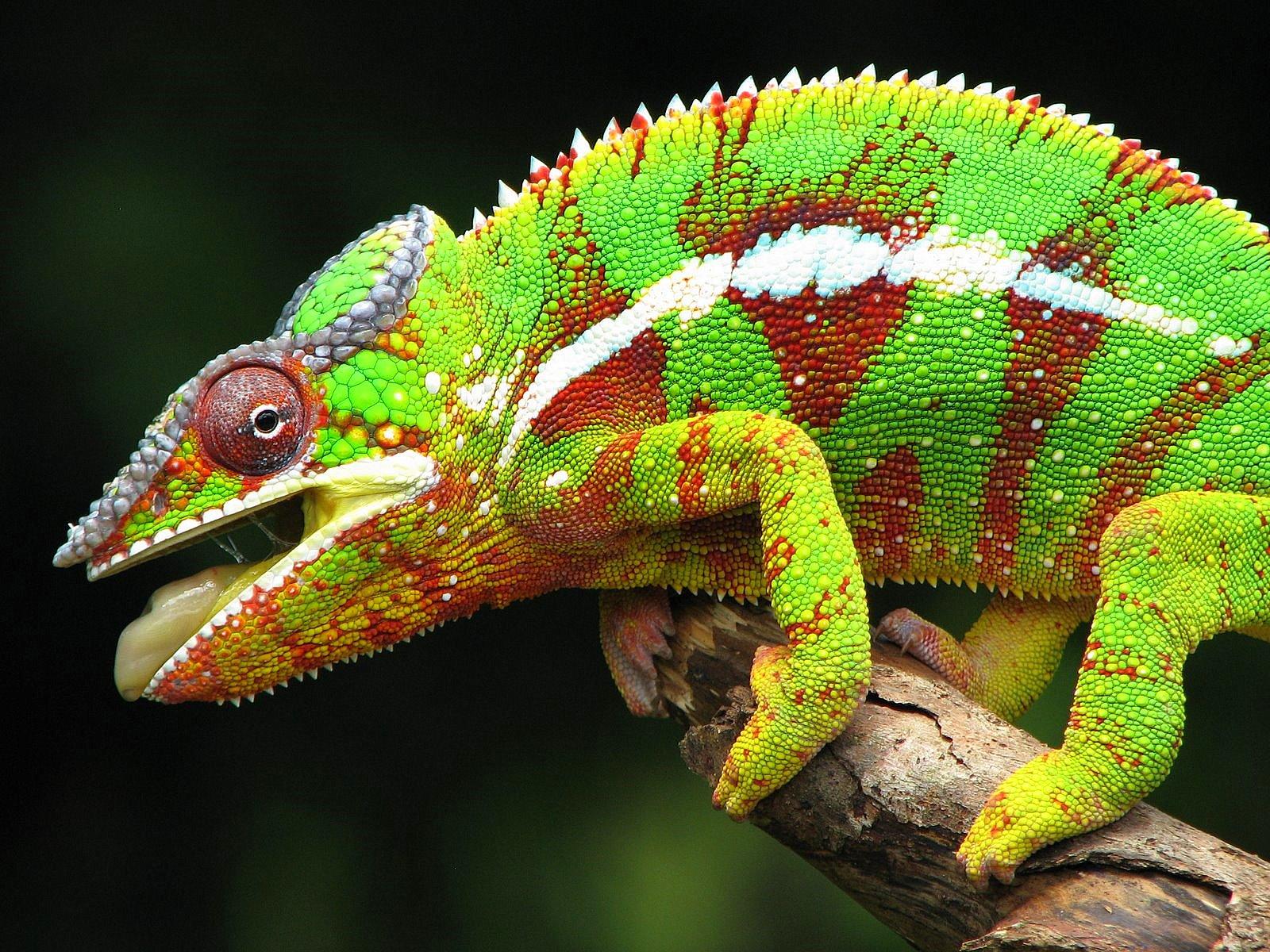 Beautiful and colorful Panther Chameleon picture. Amazing