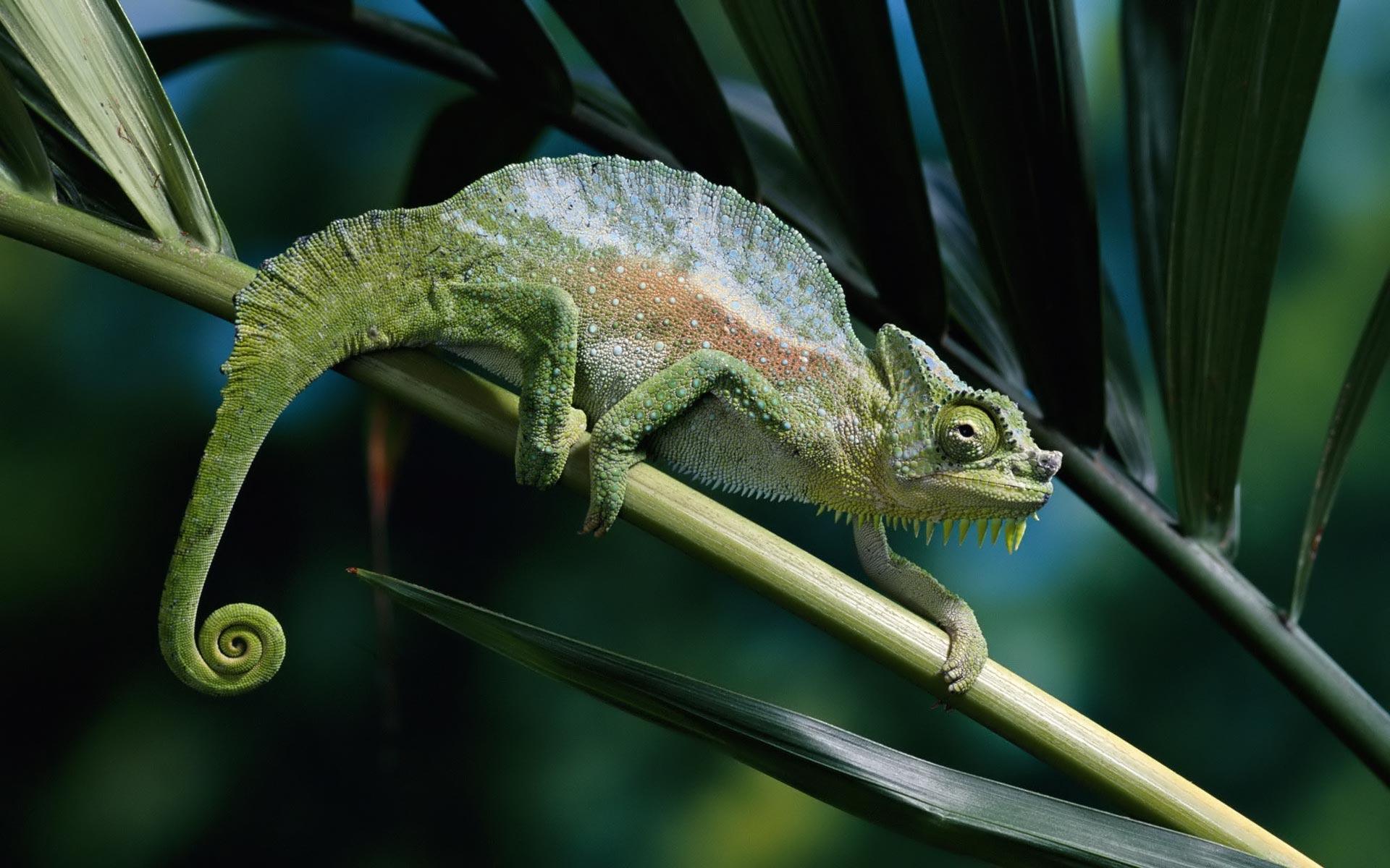 Free download Panther chameleon downloads background