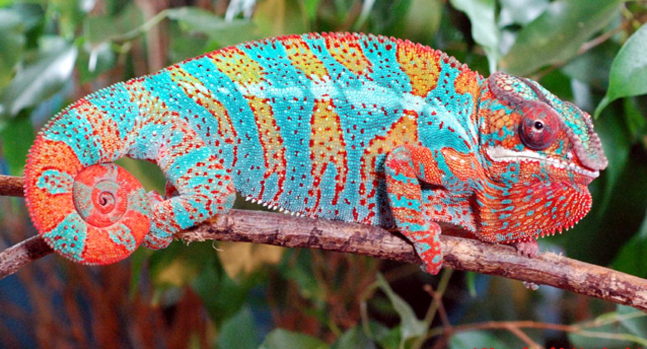 africaupdates.com: News: Panther Chameleon Of Madagascar