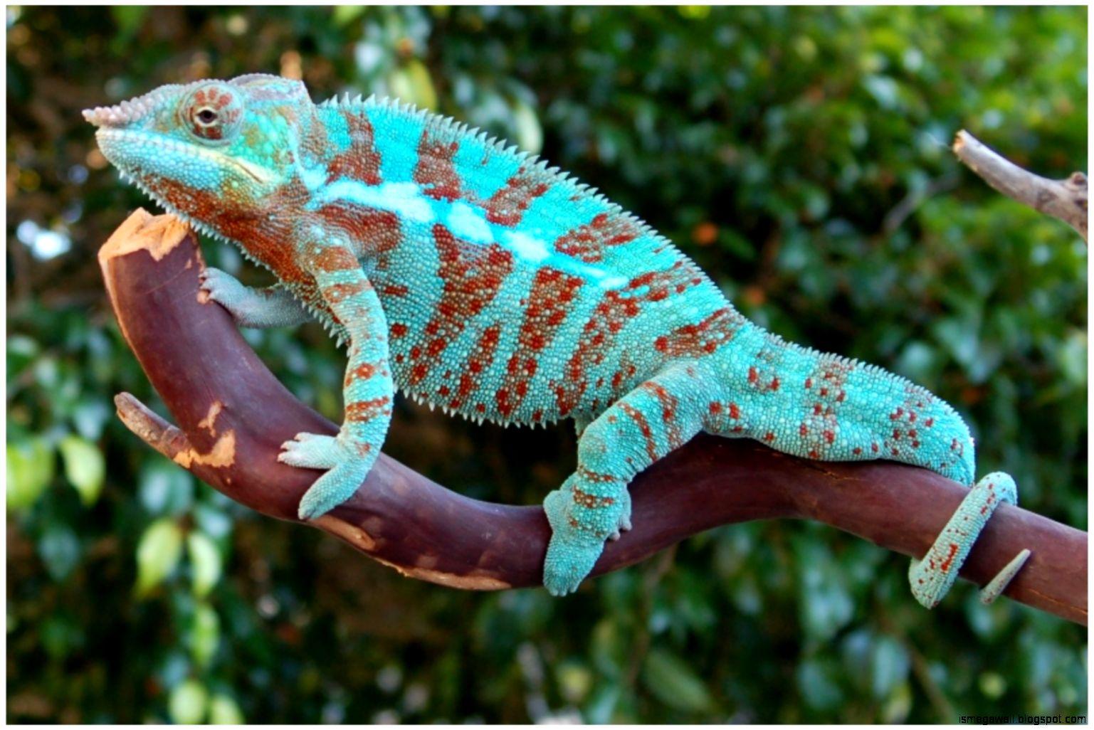 Beautiful Chameleon HD Wallpaper