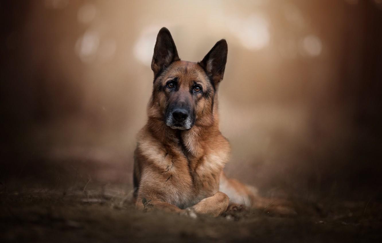 Wallpaper look, face, background, portrait, dog, bokeh, German