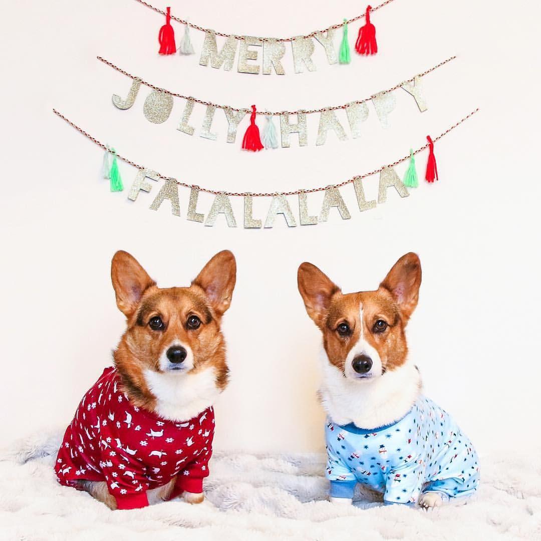 Corgi + Pajamas = perfect Christmas!