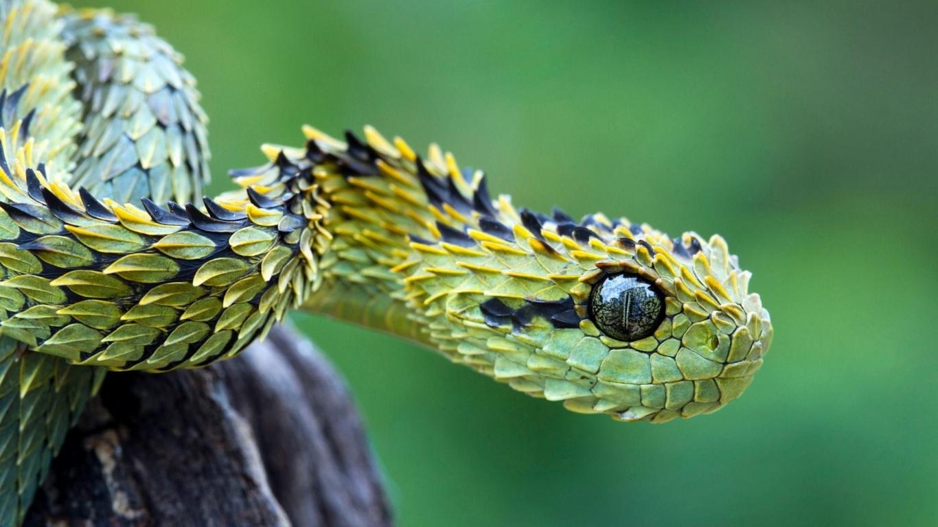 Cute Snake Wallpaper