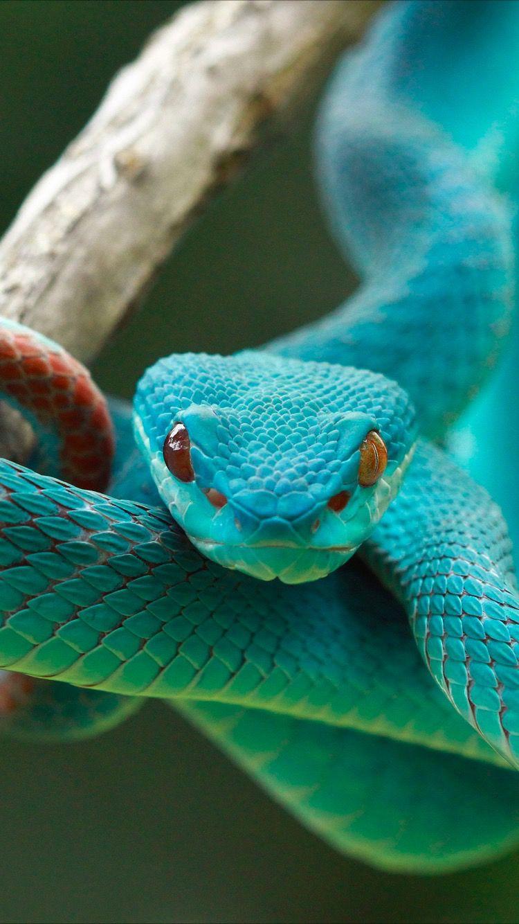Emerald snake. Snake wallpaper, Pet snake, Cute snake