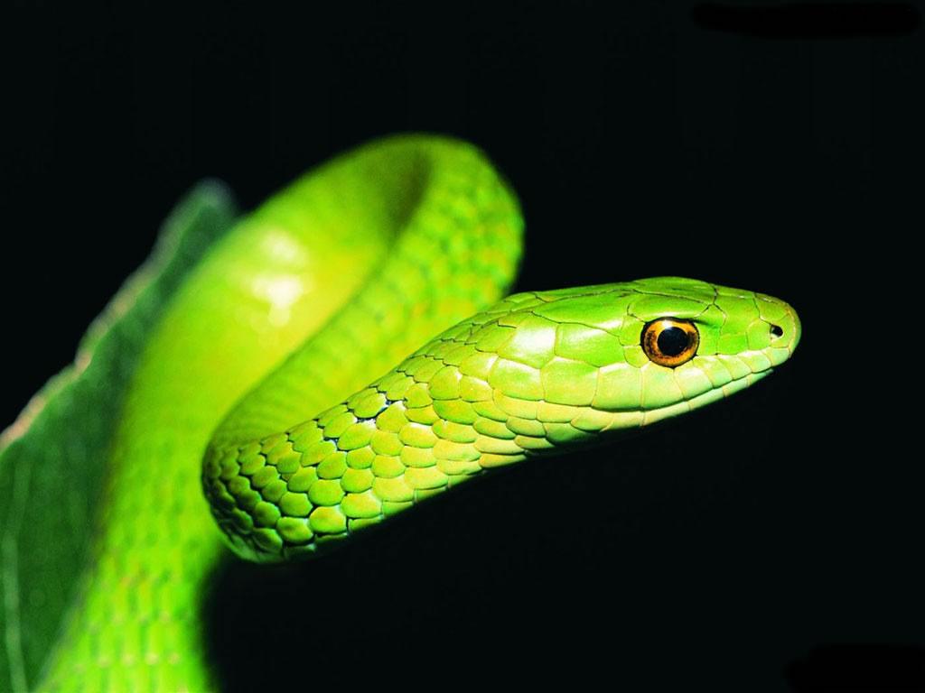 Green Color Black Mamba Snake HD Desktop Wallpaper