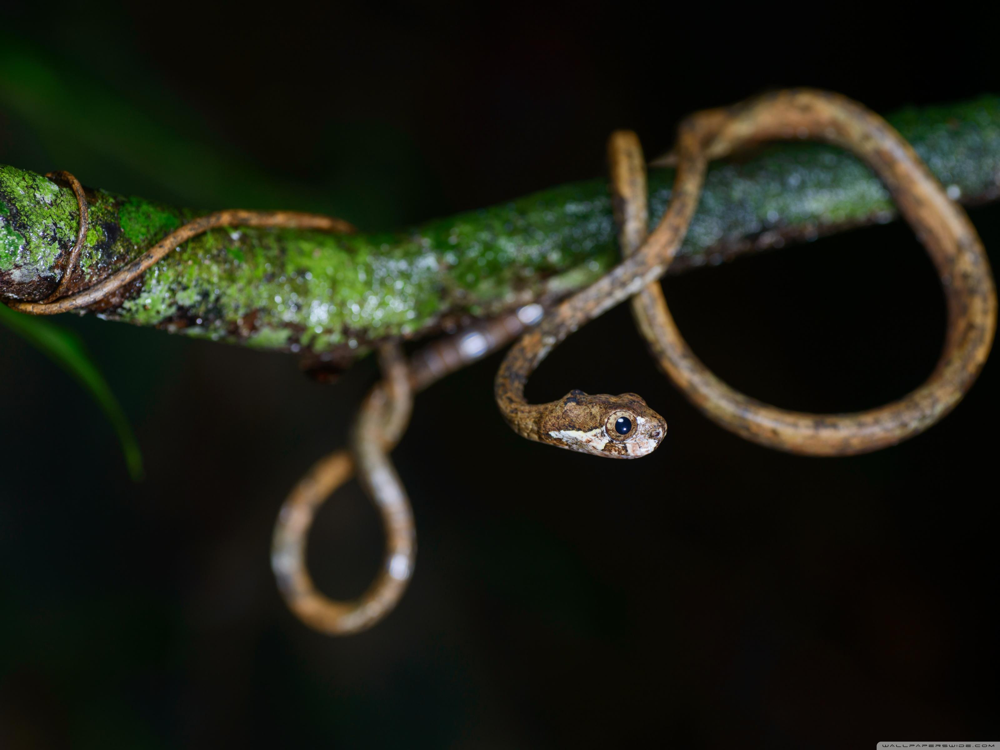 Cute Snake, Aplopeltura Boa, Tree Branch UHD Desktop