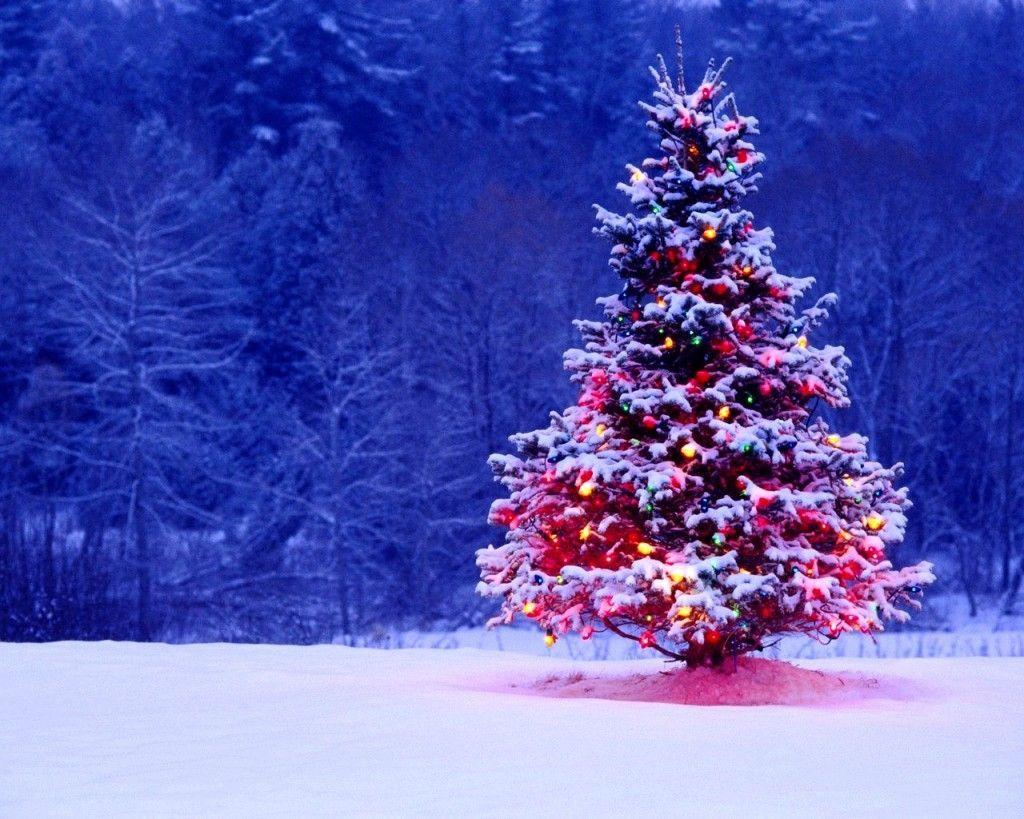 Christmas tree with colorful lights. Christmas Trees