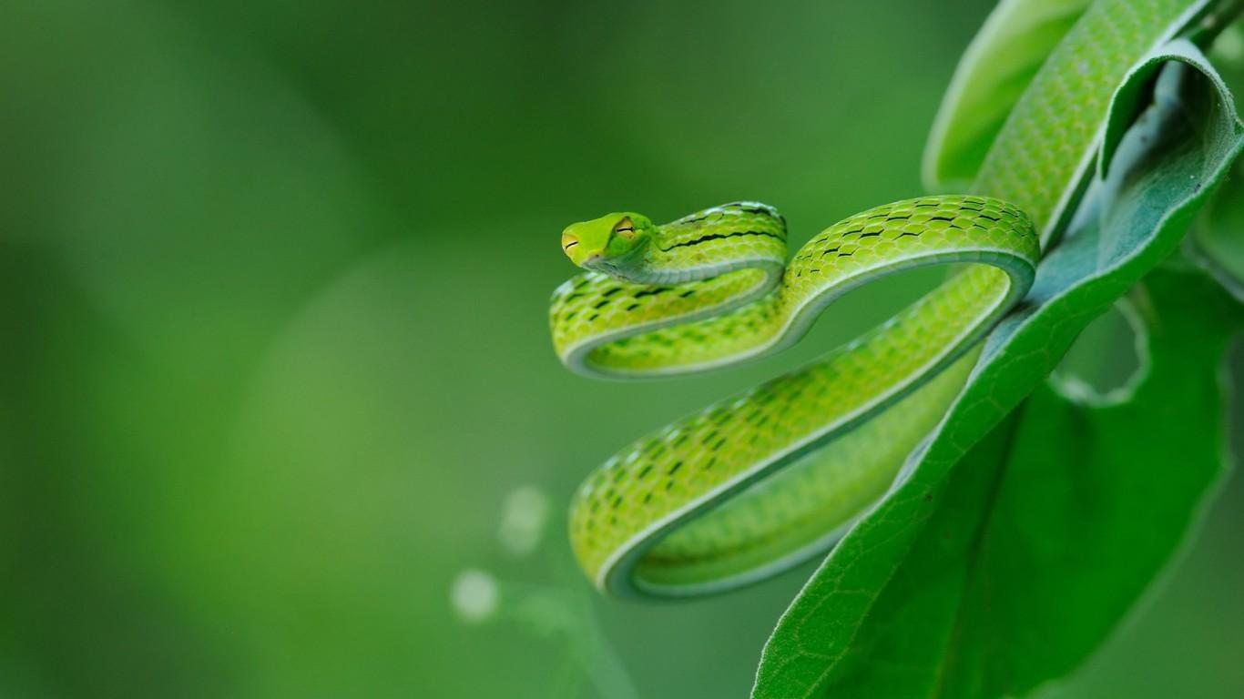Download 1366x768 Green Snake, Macro, Leaves, Blurred