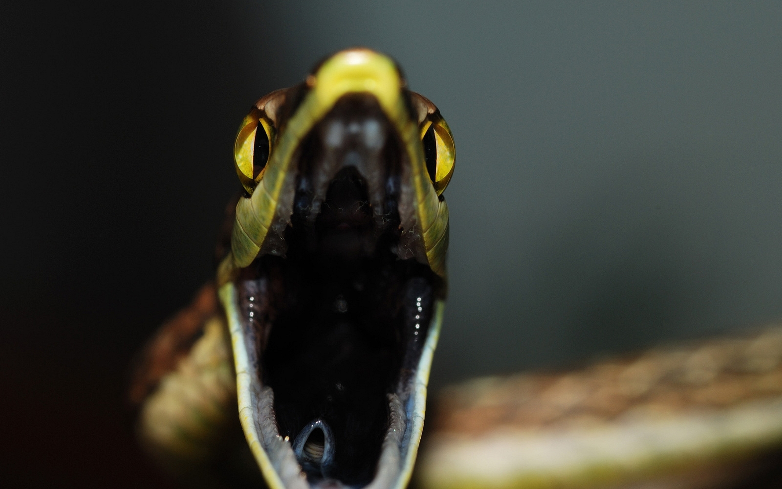 Mexican Vine Snake HD Wallpaper. Background Image