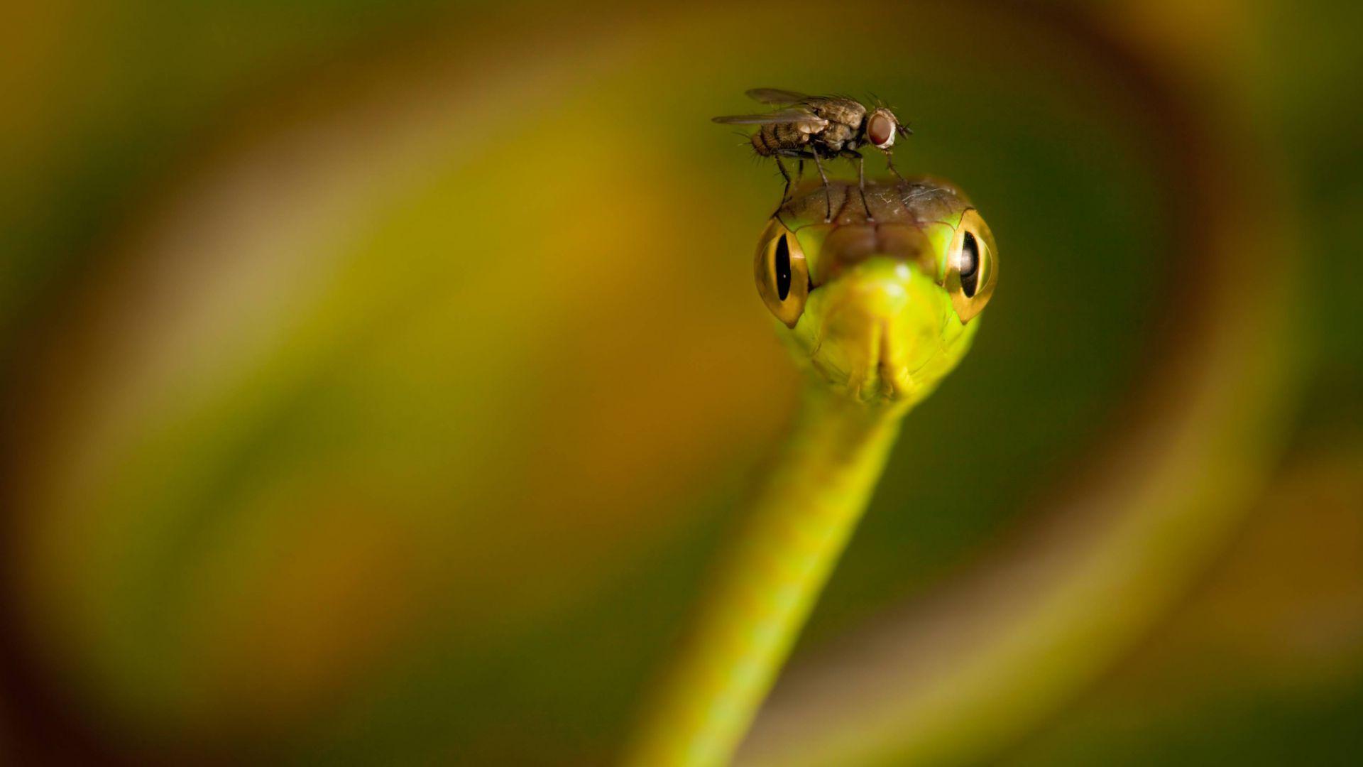 Fly, snake, macro, blur. Wildlife. National geographic