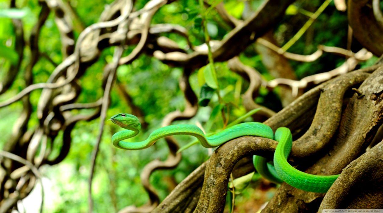 Nature Snake HD Wallpaper