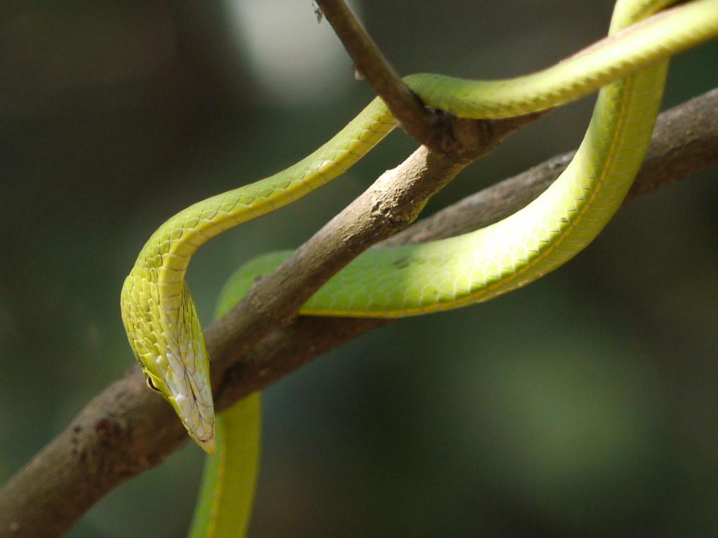 Ahaetulla nasuta (Green Vine Snake). Colubridae Ahaetulla