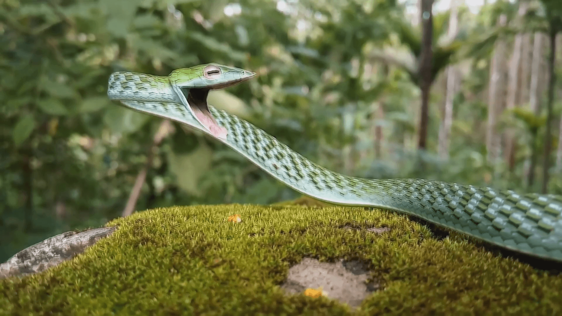 Oriental Whipsnake or Asian Vine Snake (Ahaetulla prasina) hunts hanging from a tree in the jungles of Borneo. Stock Video Footage