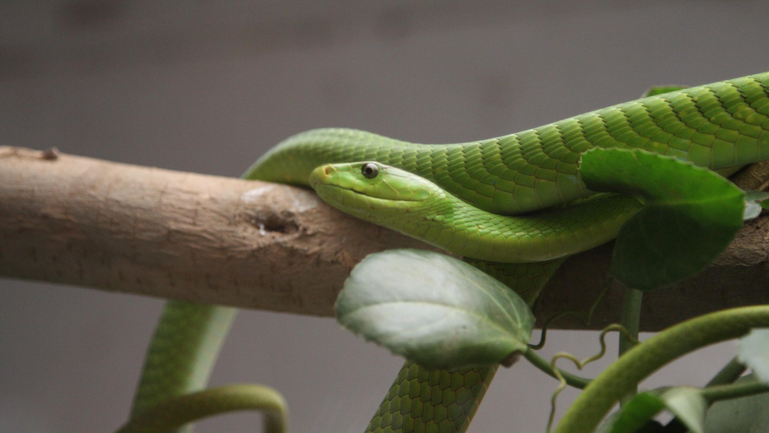 Wallpaper Green mamba, snake, leaves, New Orlean, LA, USA