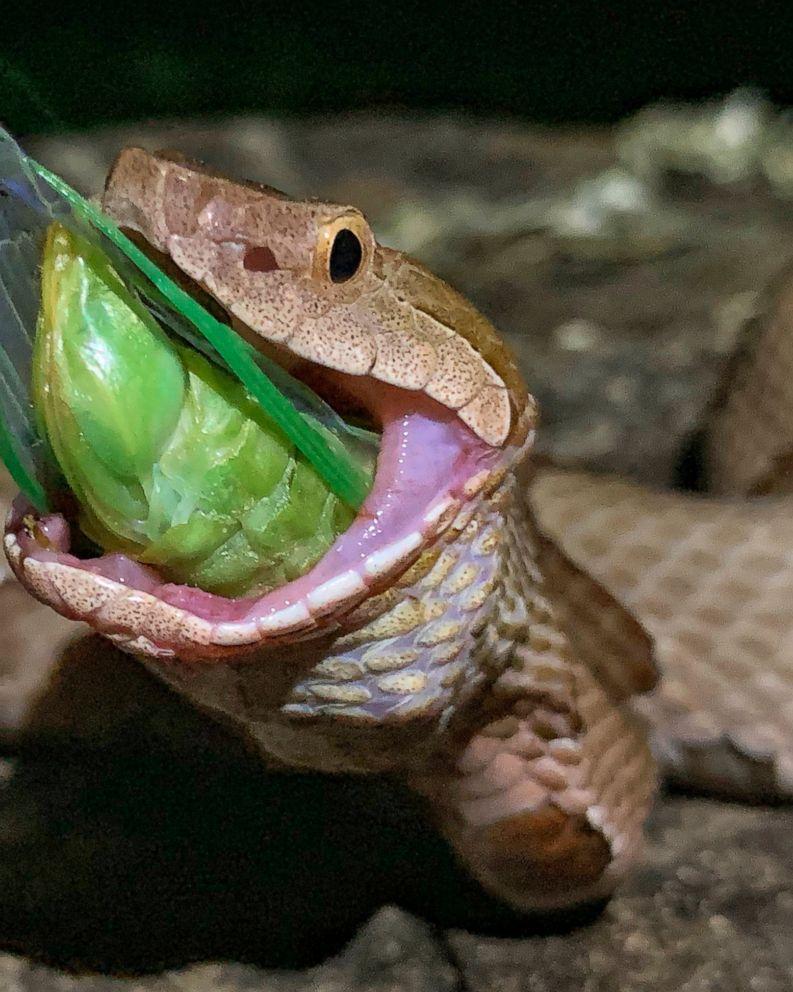 Gulp! Arkansas photographer snaps image of snake eating bug