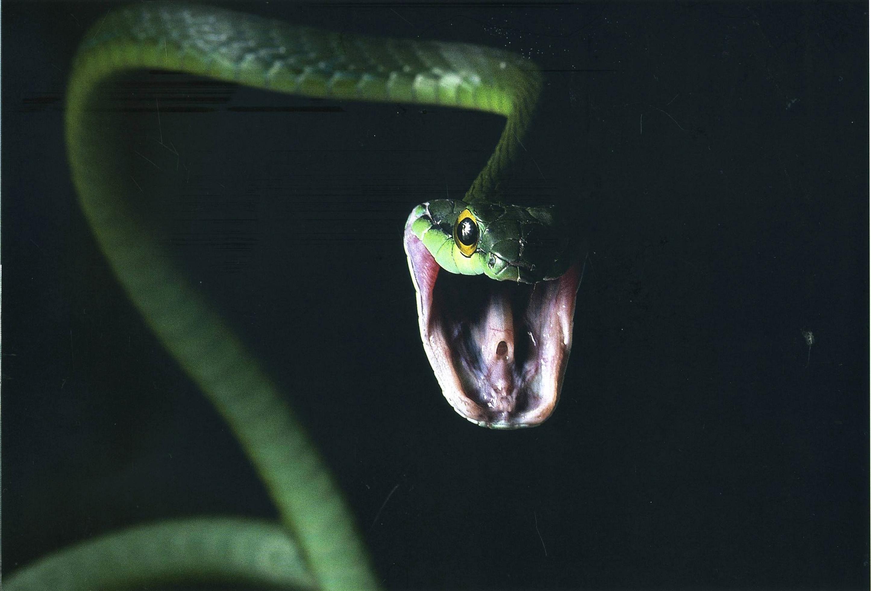 snakes 2891x1962 wallpaper High Quality Wallpaper, High