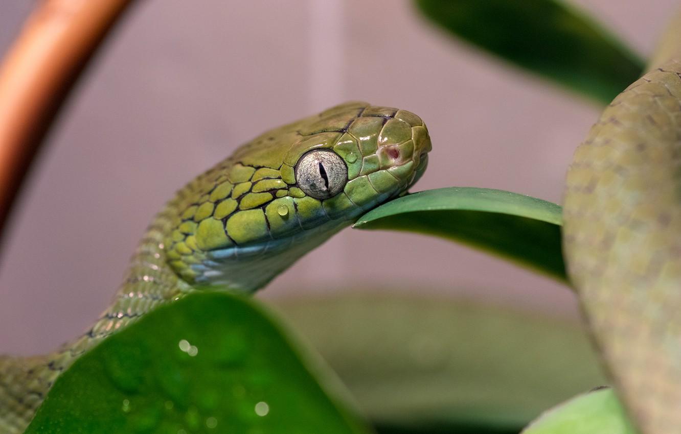 Wallpaper eyes, macro, green, snake, boiga image