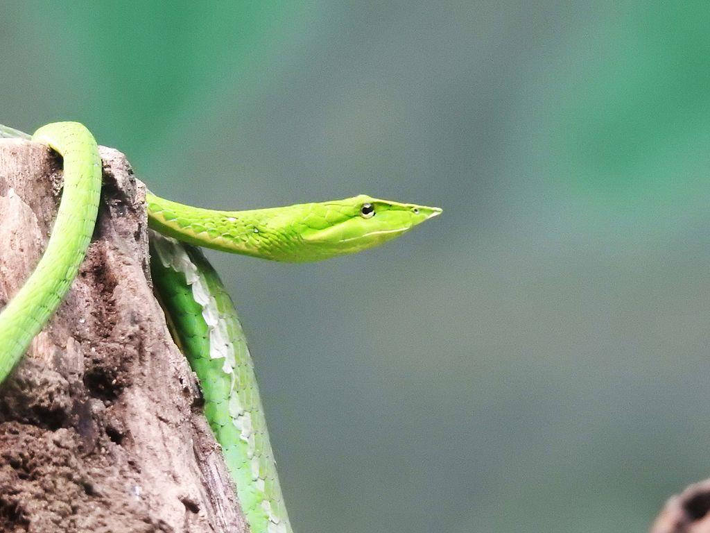 Green vine snake or Long nosed whip