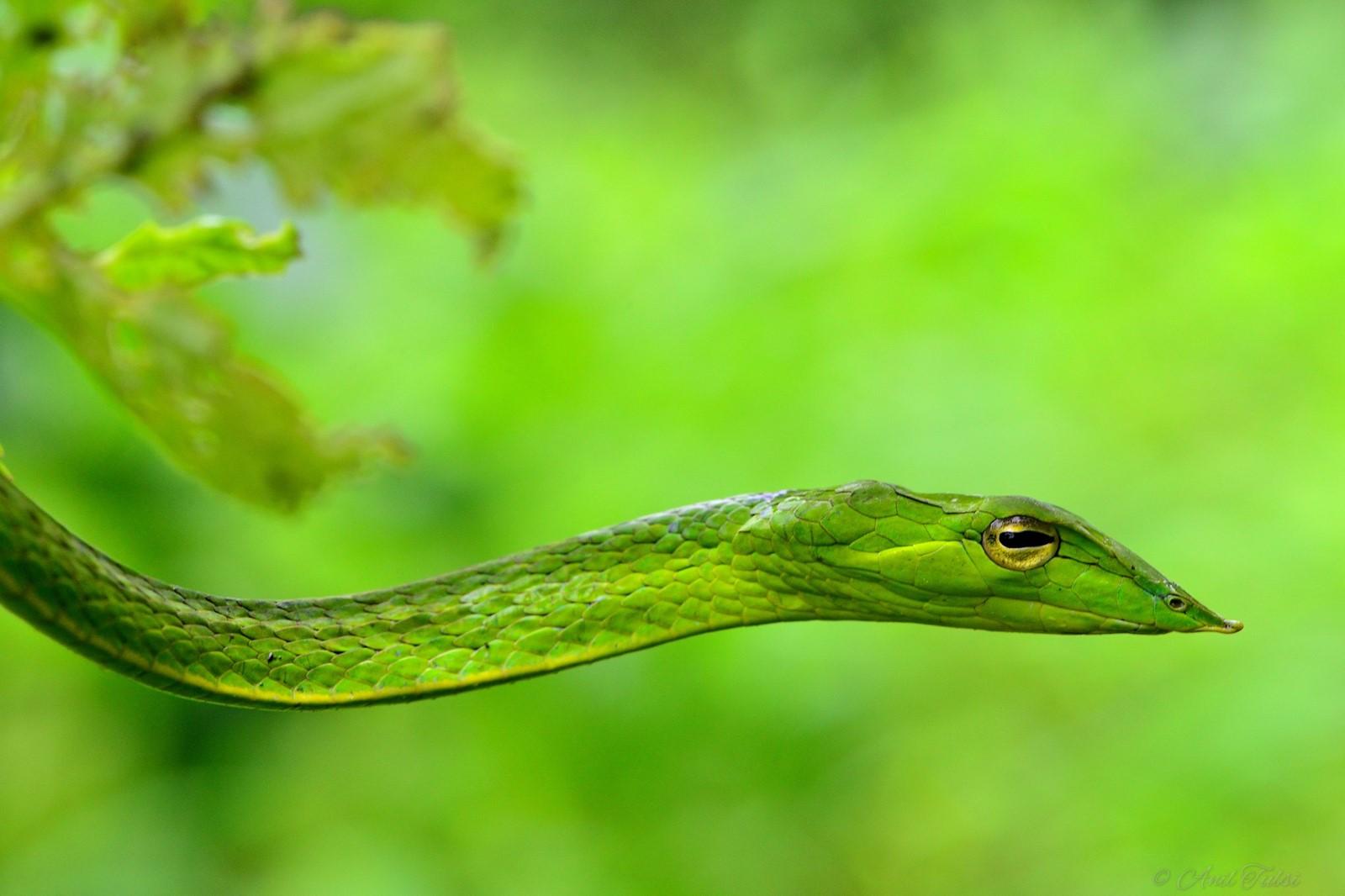 Green vine snake., Digital Photography Review