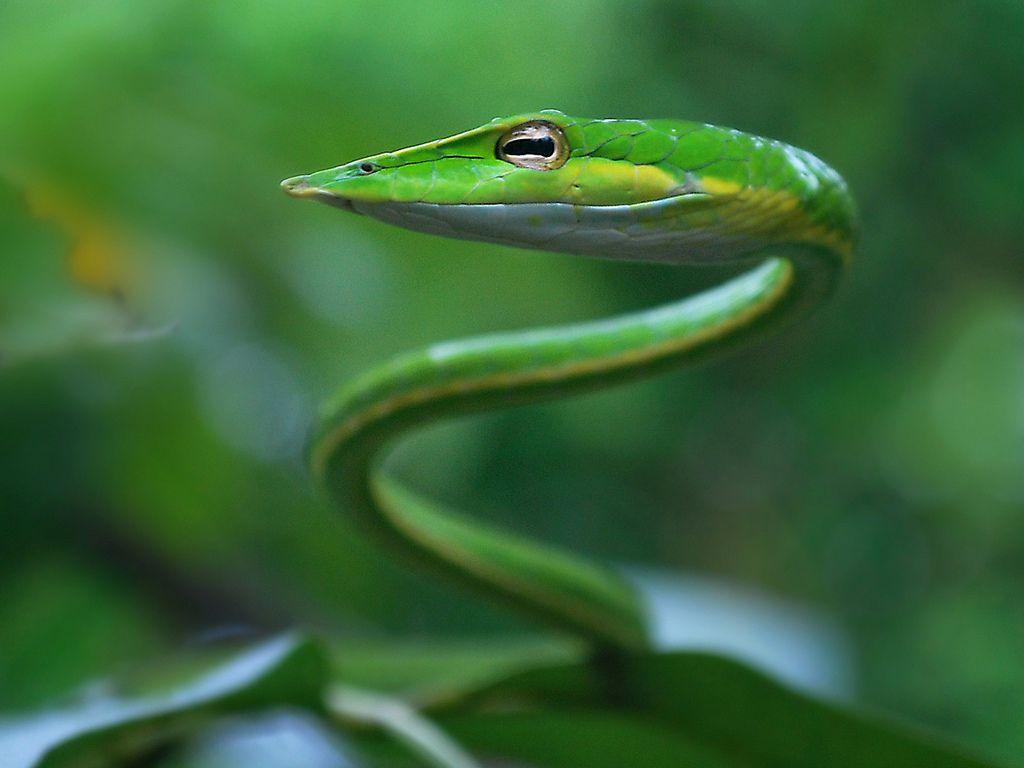 Green vine snake. Vine snake, Pretty snakes, Snake