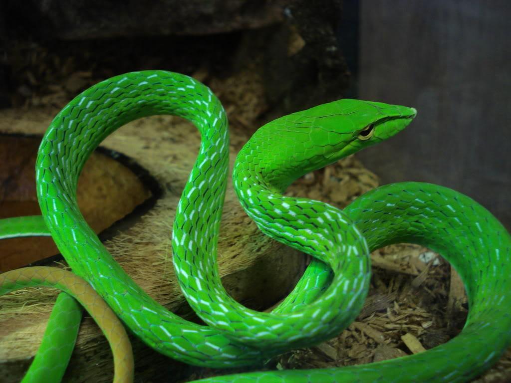 best price wheels color shifter creature: Green Vine Snake