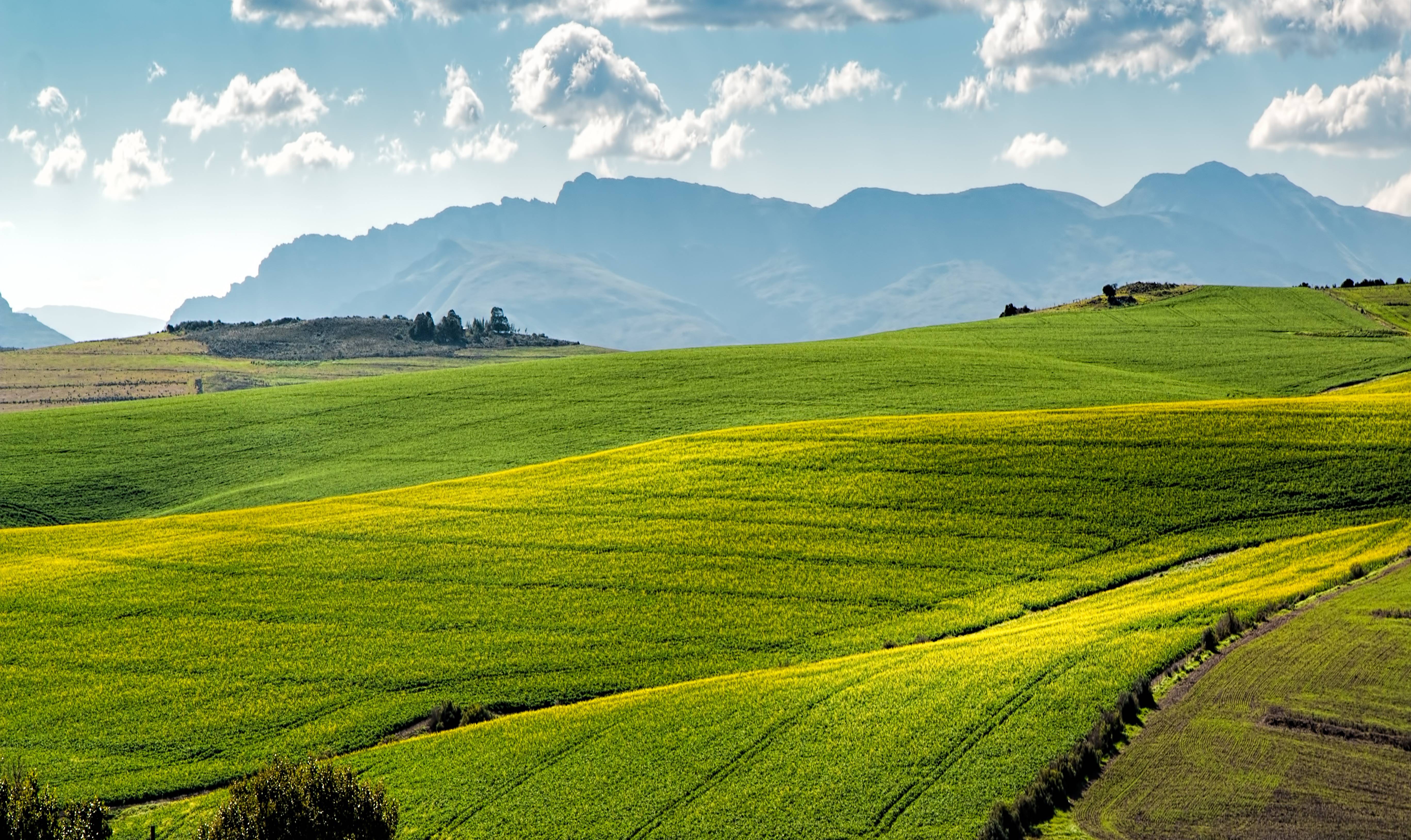 #farm, #fields, #green, #canola, #agriculture