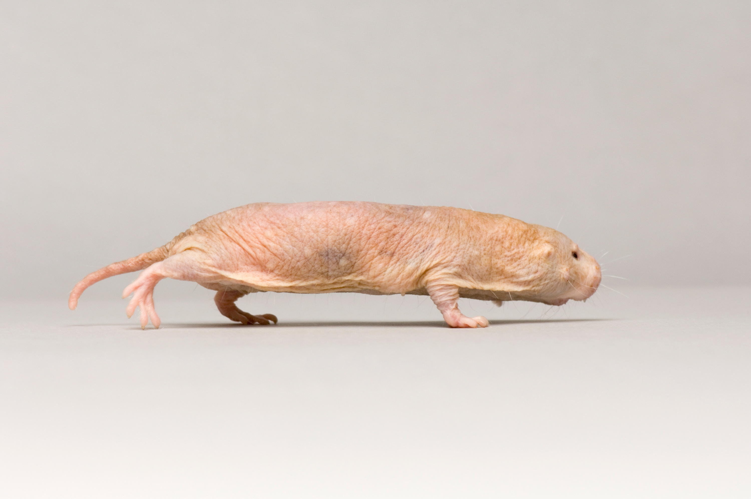 Naked Mole Rat. RARE: Creatures of the Photo Ark. Official