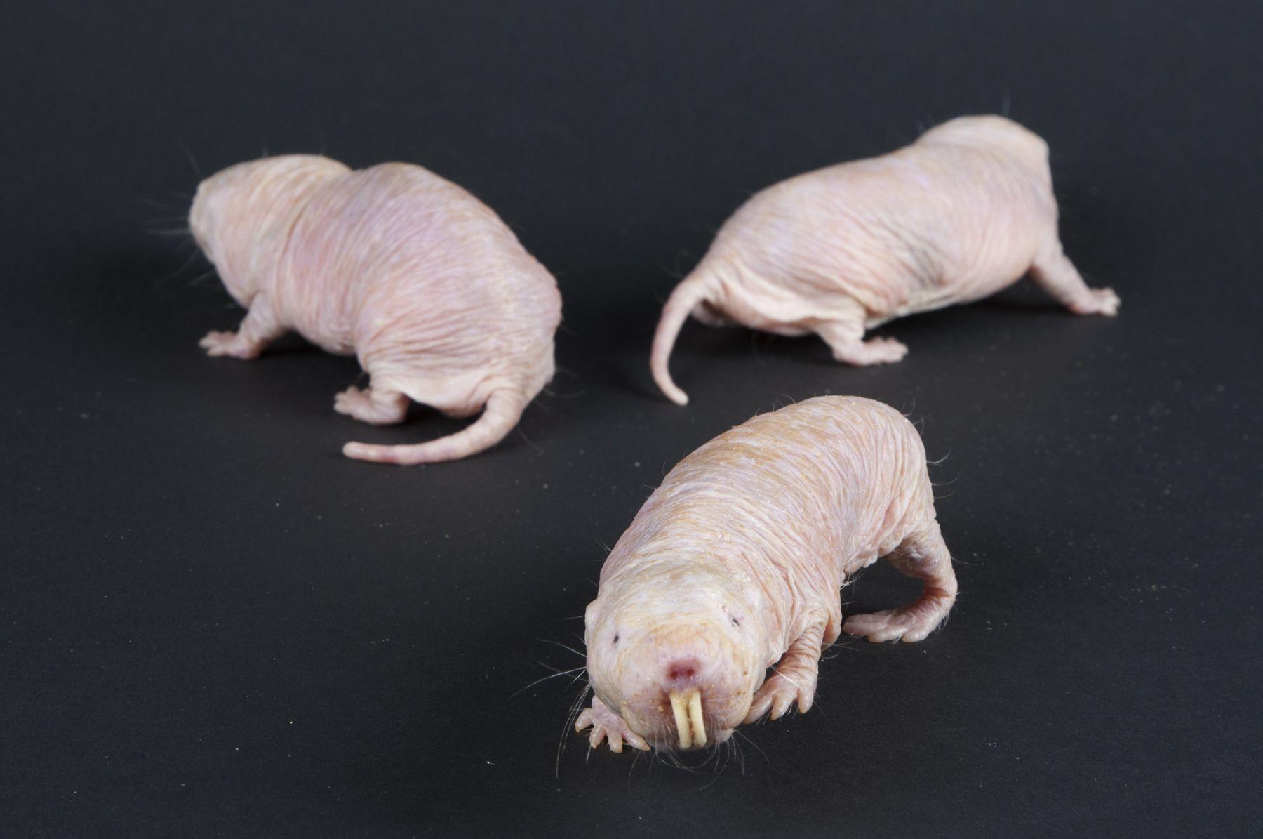 The Naked Mole Rat's Cancer Resilience Makes It A Thing Of Beauty.for Researchers