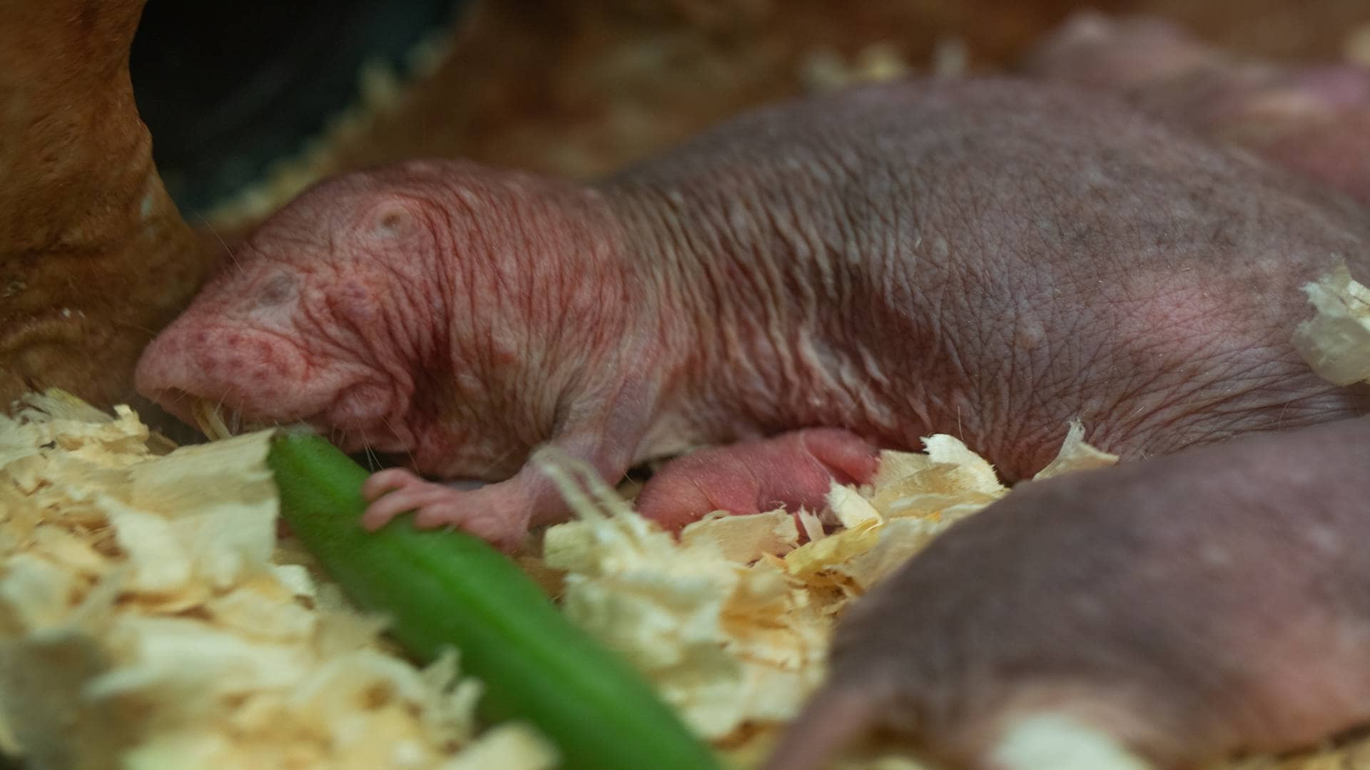 Photo Ark Home Naked Mole Rat