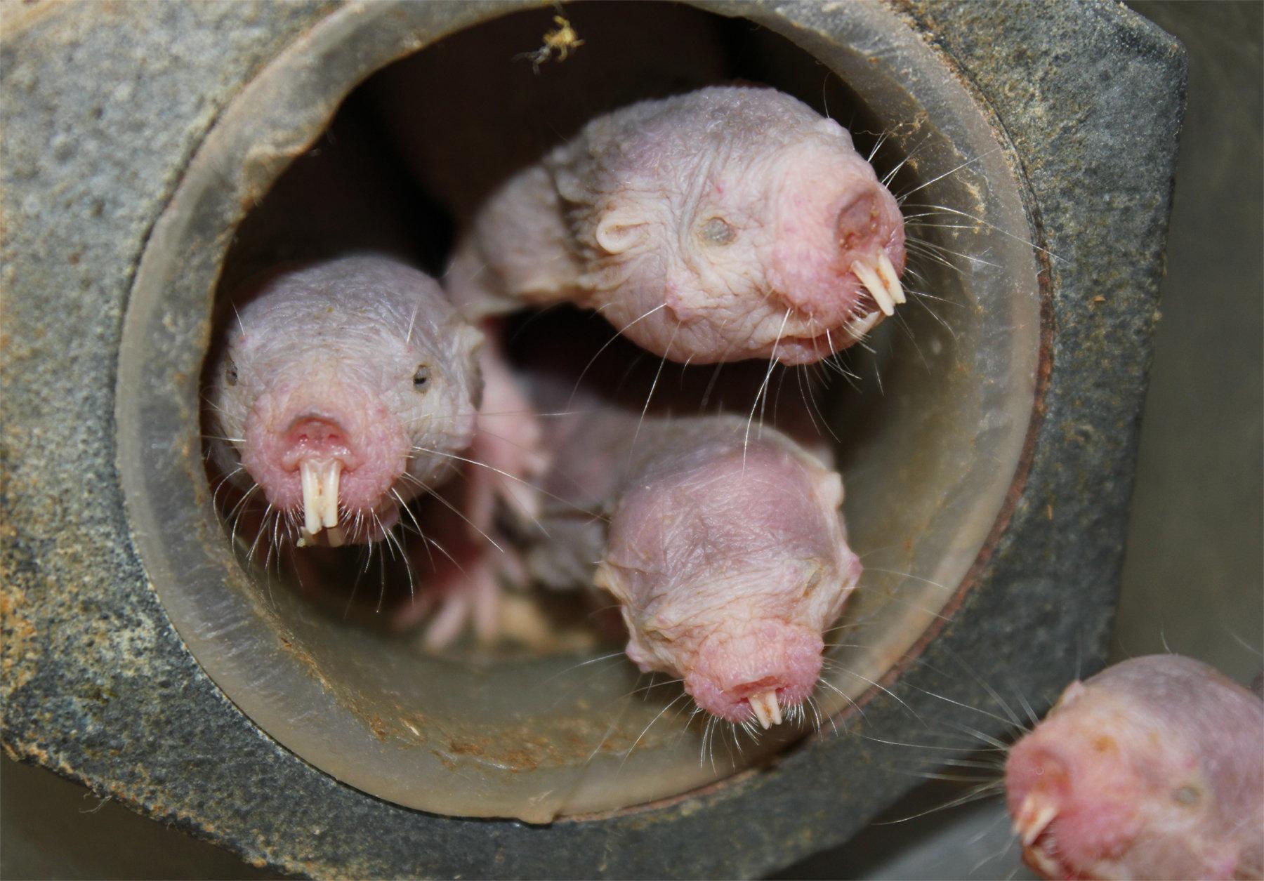 How A Cold Blooded Mammals Survives For 18 Minutes With Zero Oxygen