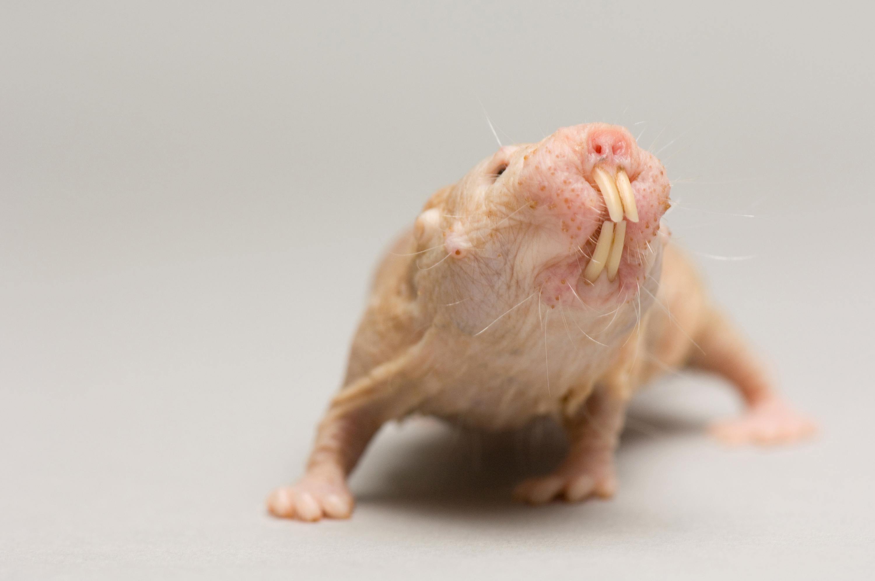 Naked Mole Rat. RARE: Creatures of the Photo Ark. Official