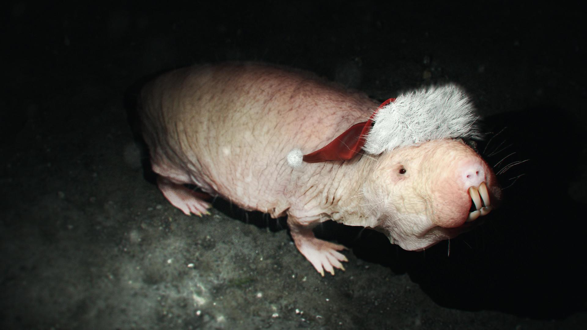naked mole rat (Christmas version), Venetis Kokonas