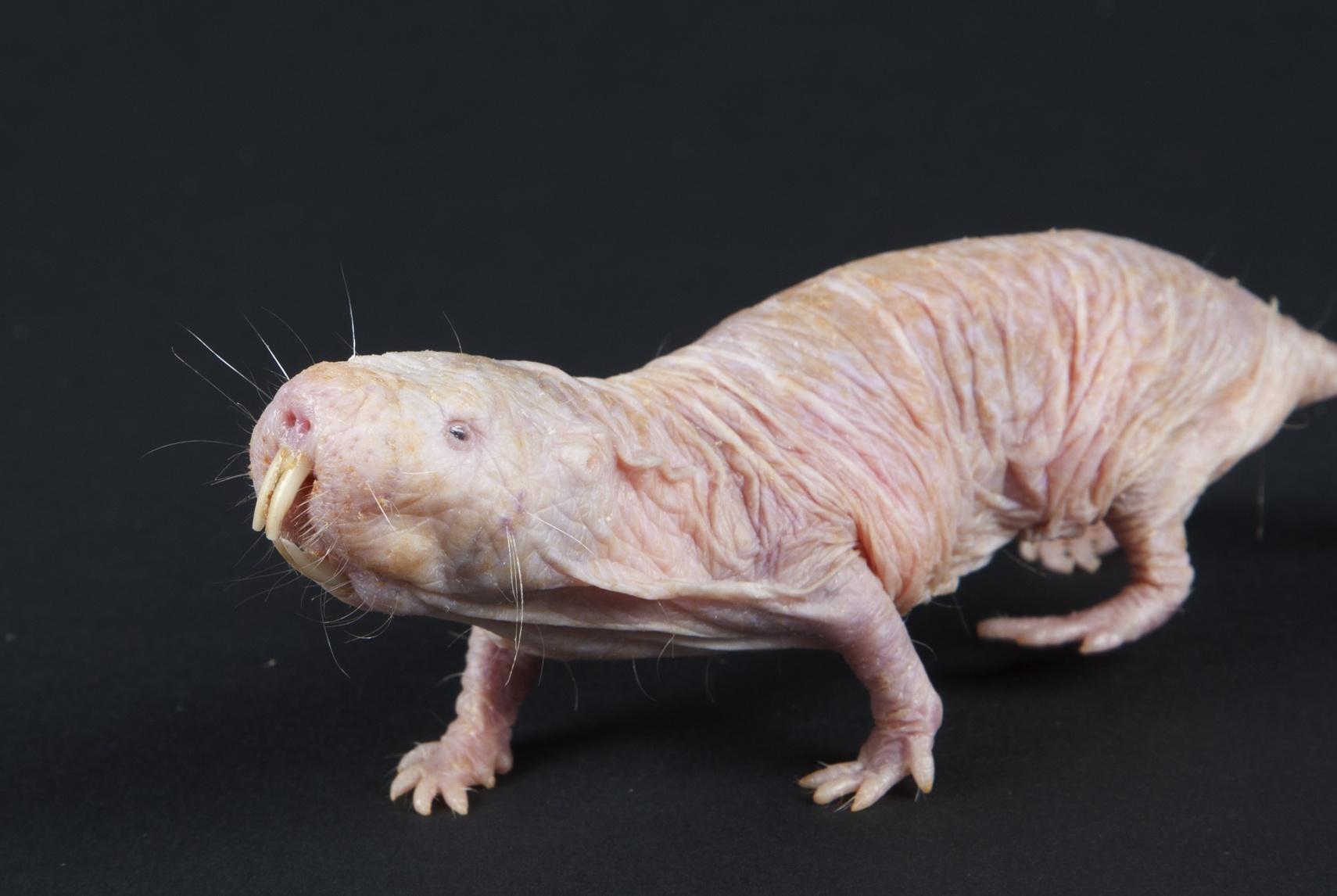a Naked Mole Rat Picture on Animal Picture Society