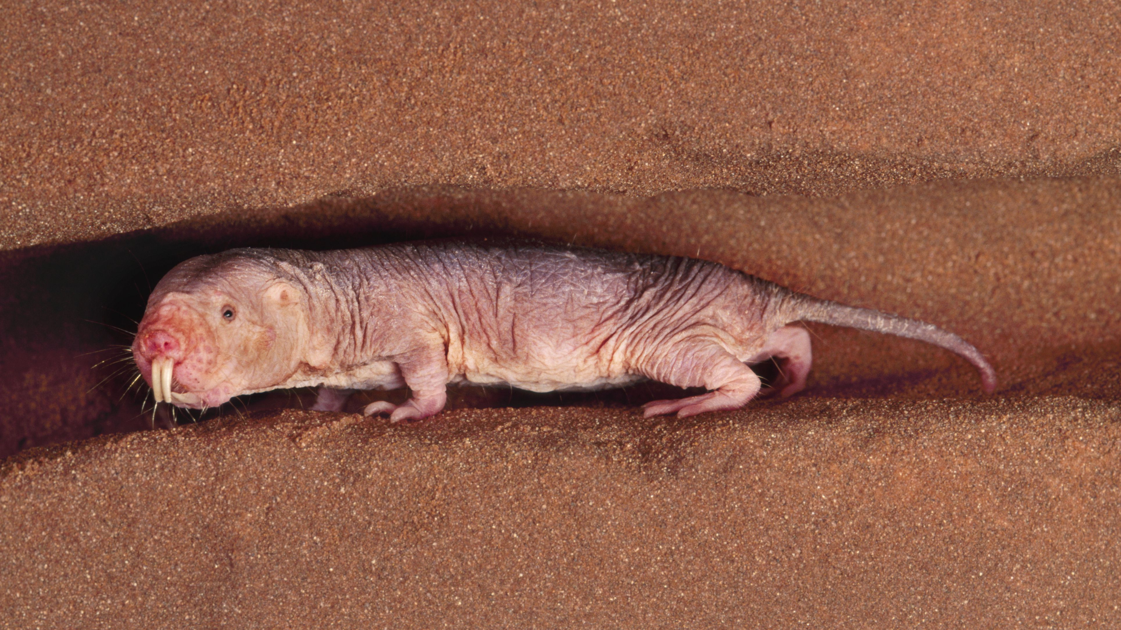 Weird Naked Mole Rat Facts (Heterocephalus glaber)